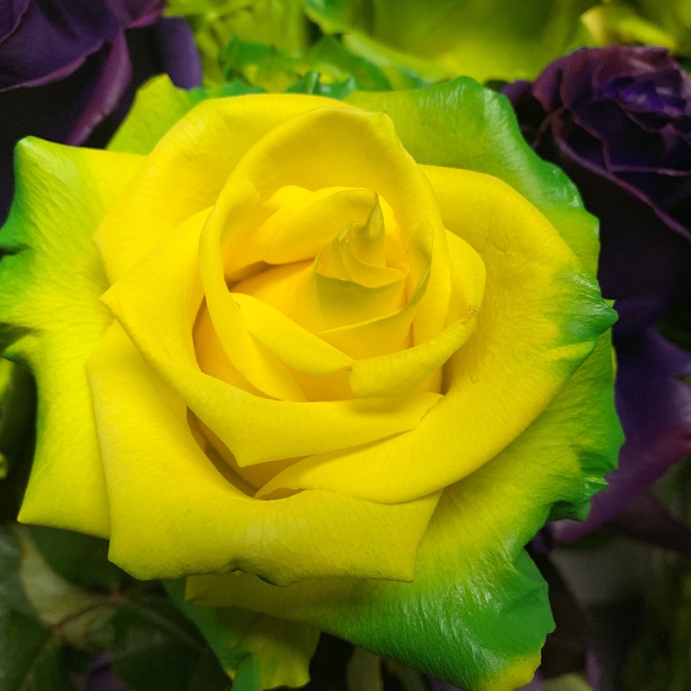 Meet your Posher, Nicole